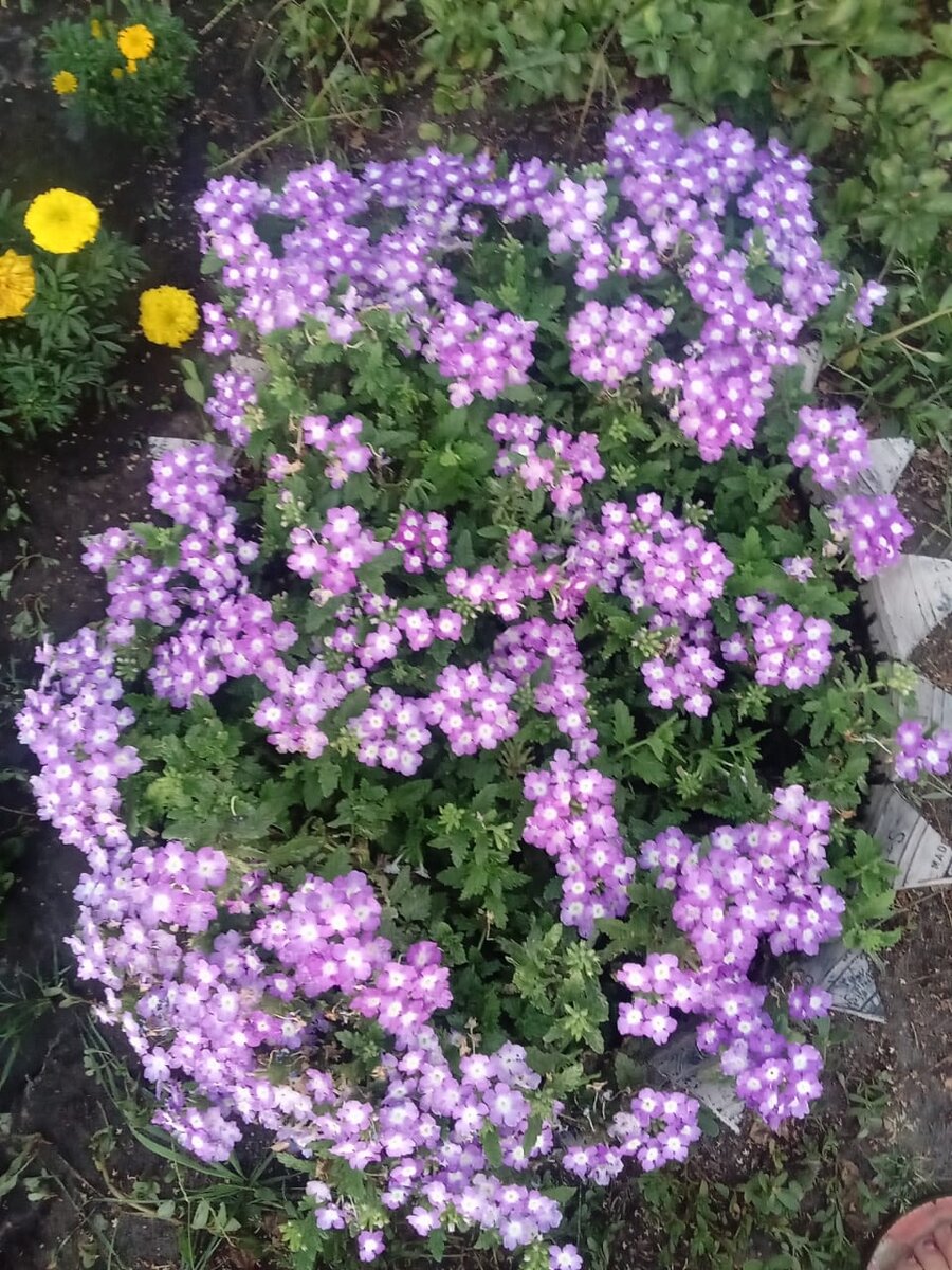 Вегетативная вербена в колесе у двора, один саженец. Начало июля (фото автора)