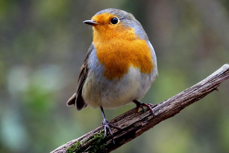 Зарянка, фото из интернета