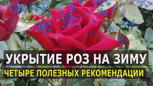 ЧЕТЫРЕ СОВЕТА ПО ПОДГОТОВКЕ И УКРЫТИЮ РОЗ В ЗИМУ. РОЗЫ ВЫРАЩИВАНИЕ УХОД ОСЕНЬЮ. КАК УКРЫТЬ РОЗЫ НА ЗИМУ. РОЗОВОДСТВО.