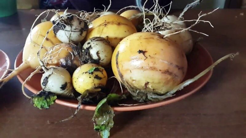 Подготовка репы к хранению. Иллюстрация для статьи используется с сайта pro-dachu.com