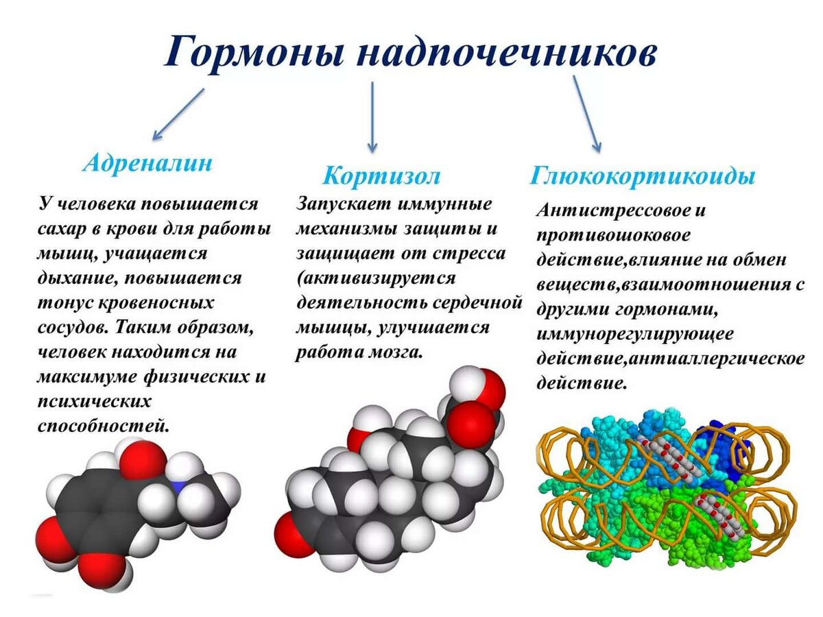 Как выглядят гормоны человека