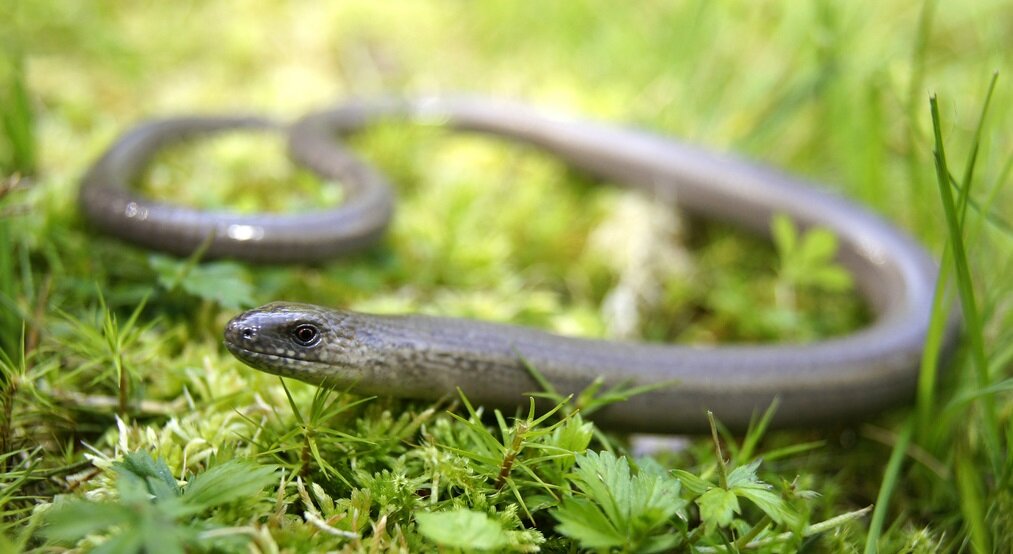 Из открытых источников