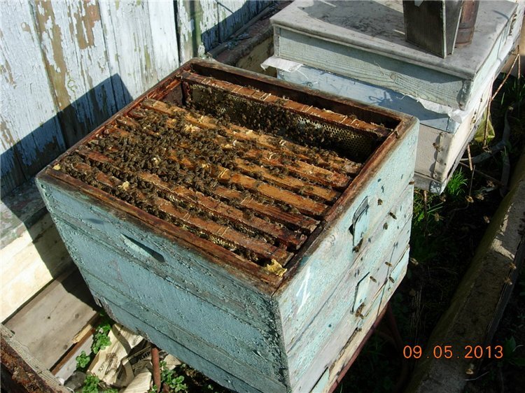 контрольный сот. контрольный сот. улей. снится пасека с пчелами к чему. рамки для сотового меда "панский сот-145" магазин.