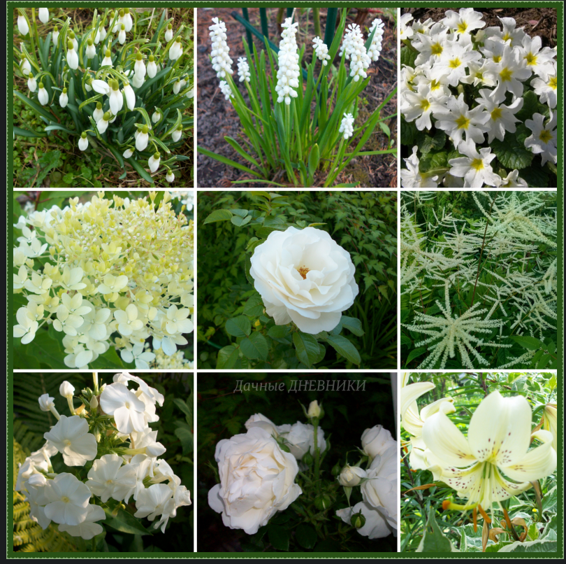 Коллаж. БЕЛЫЙ САД ("Дачные ДНЕВНИКИ")