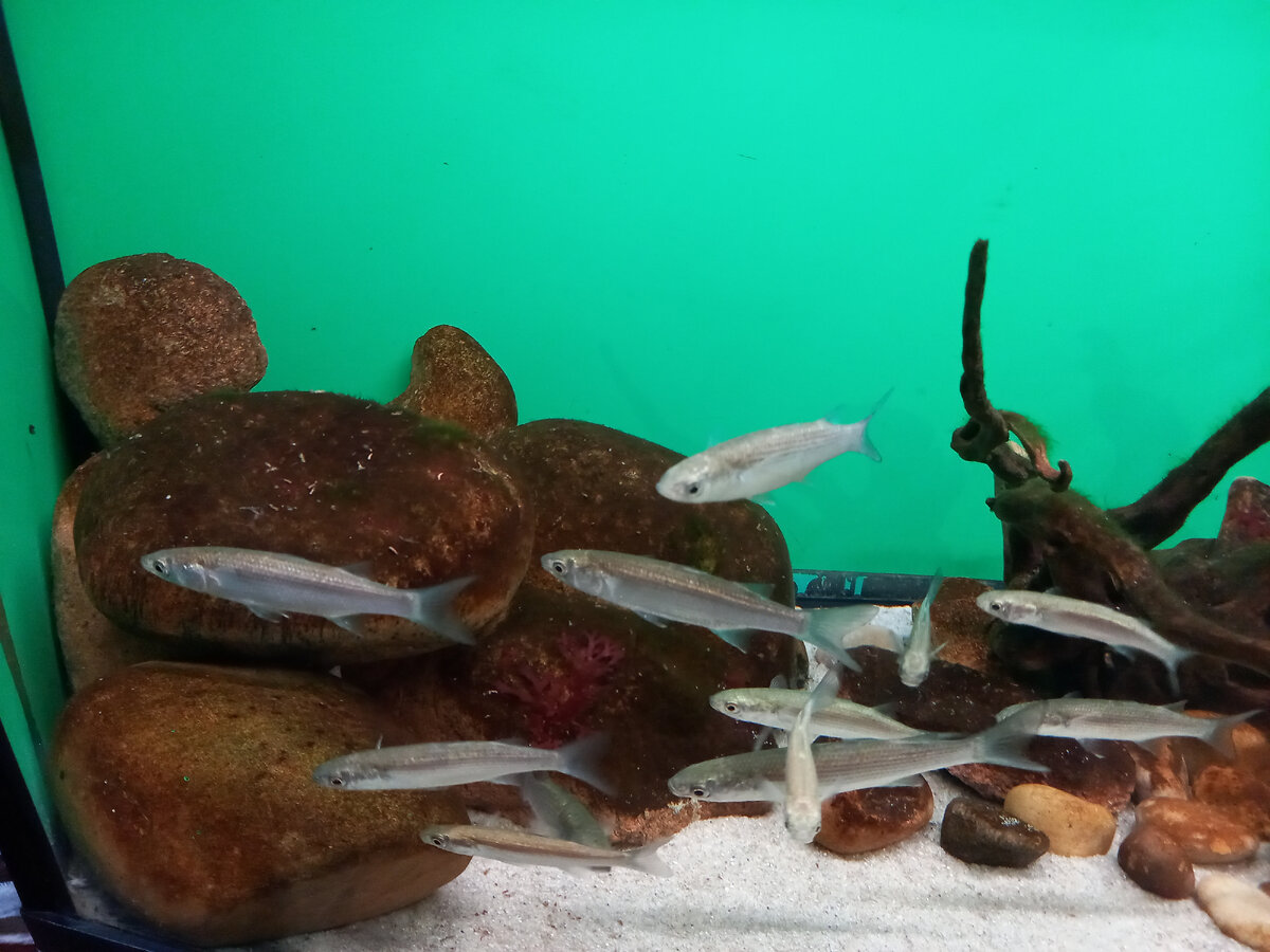 Рыбки, первыми встречающие посетителей 