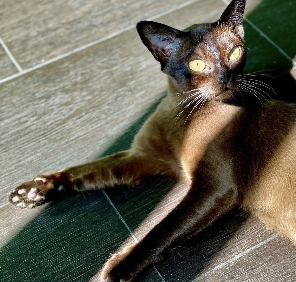Jasper Burmese cats 