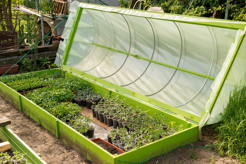 Рассада томатов