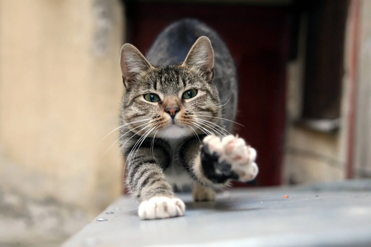 😾Запах от кошки в квартире: причины и что с этим делать | Нос, хвост, лапы  | Дзен