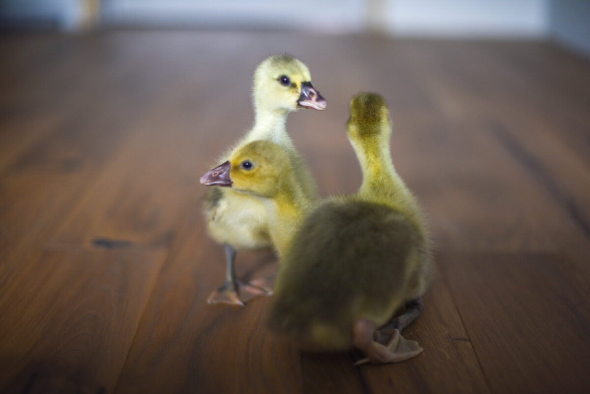 Такими они были