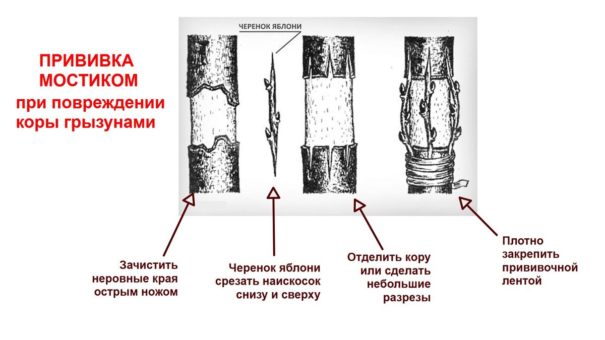 Кору яблони погрызли мыши что делать