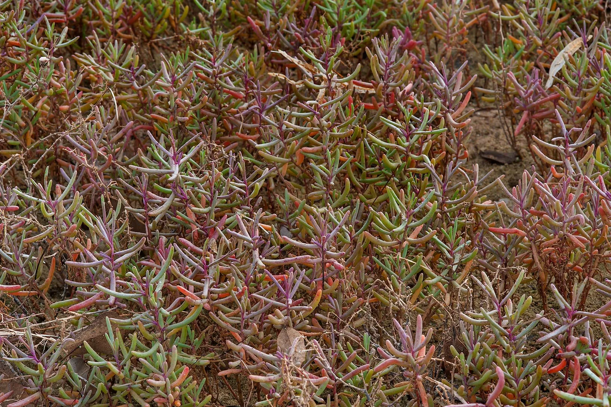 Та самая Salsola soda