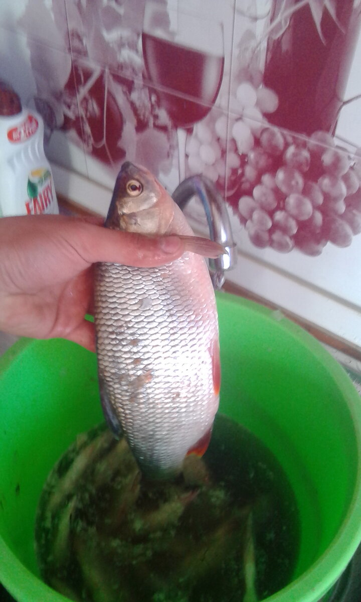 Язь вытянул на 1378гр. для наших мест река "Томь" вполне хороший результат.