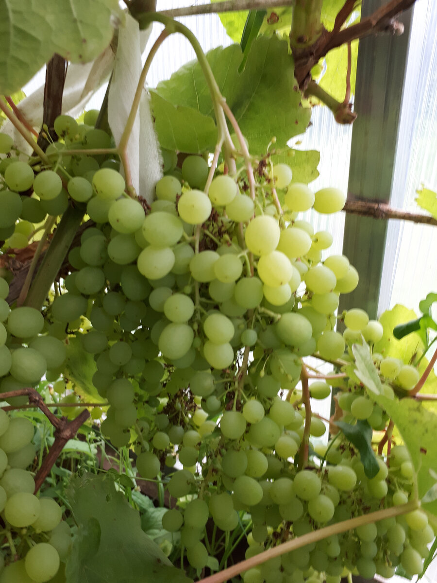 Виноград Алешенькин