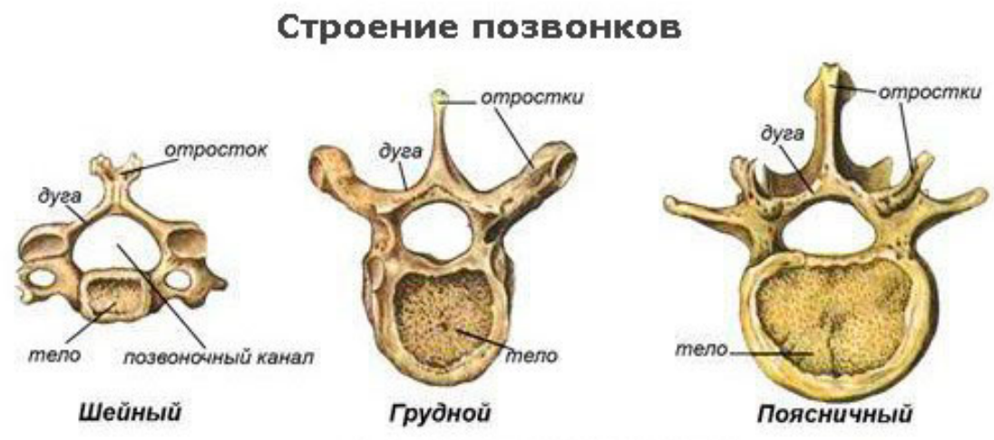 Поясничные позвонки отличаются. Шейный грудной и поясничный позвонки. Строение позвоночника и позвонков человека. Строение тела позвонка человека. Строение позвонков грудного отдела.