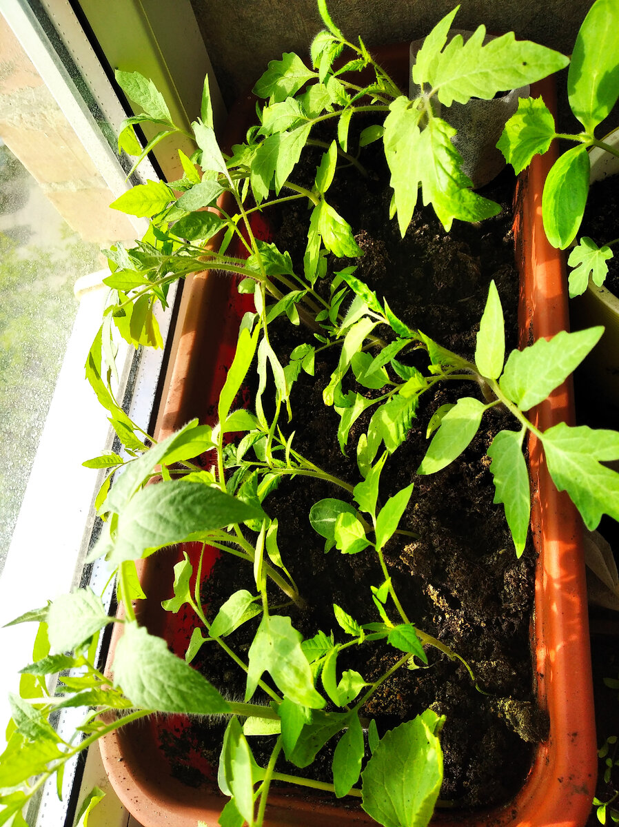 Томат "Алтайский мёд"