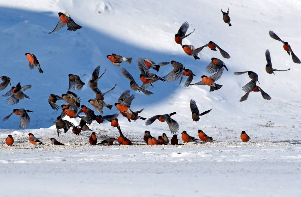 Фото из открытых источников в свободном доступе.