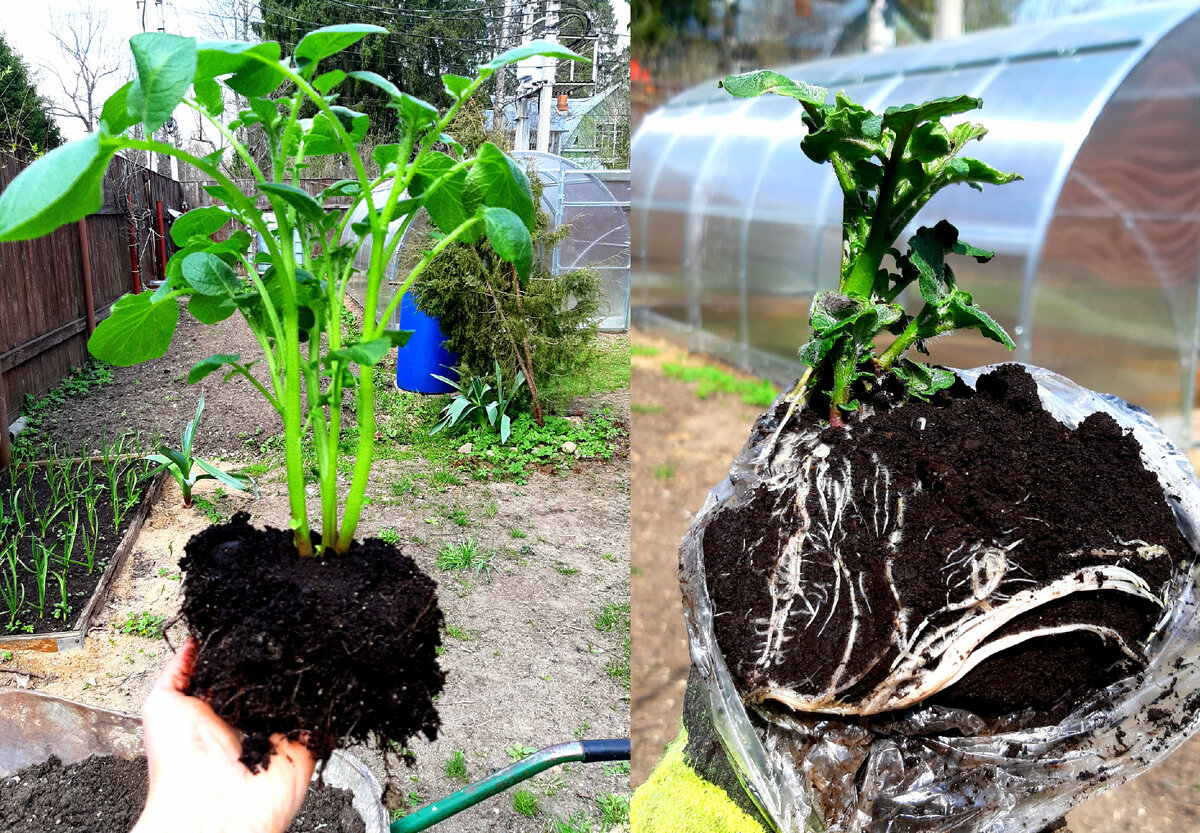 Корневая система рассады в ящиках и в пакетах для завтрака. Фото автора. 