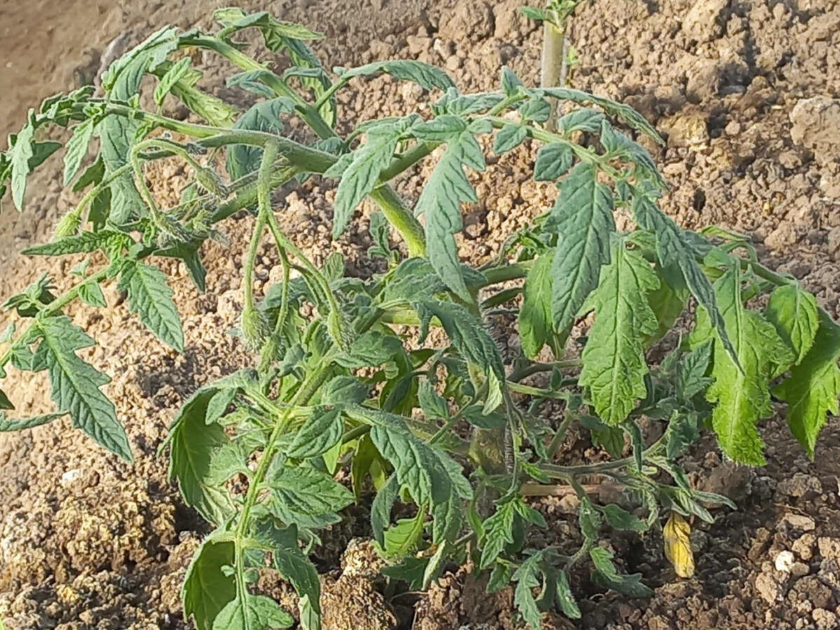 Томат Турецкий стелющийся.