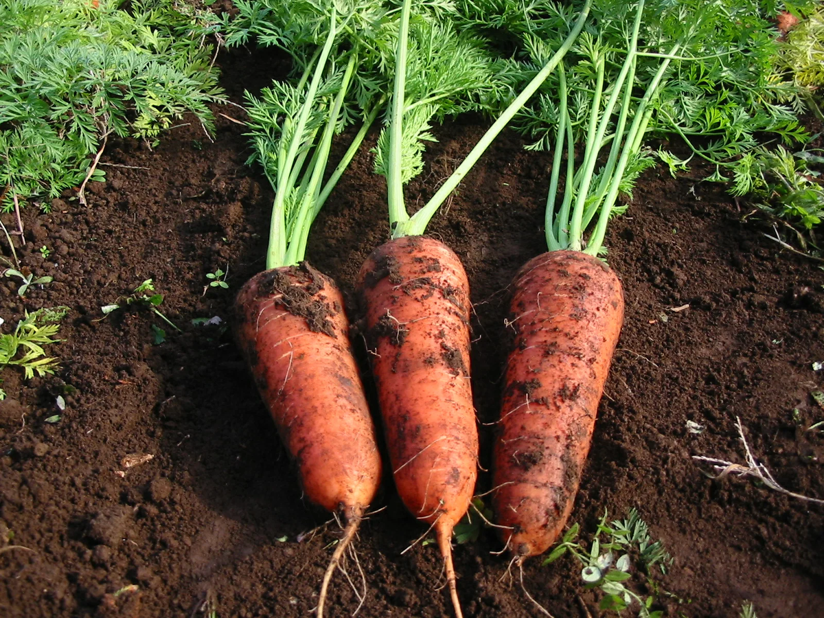 Морковь какая почва. Морковь короткоплодная сорта. Морковь в огороде. Огород с морковкой. Морковная грядка.