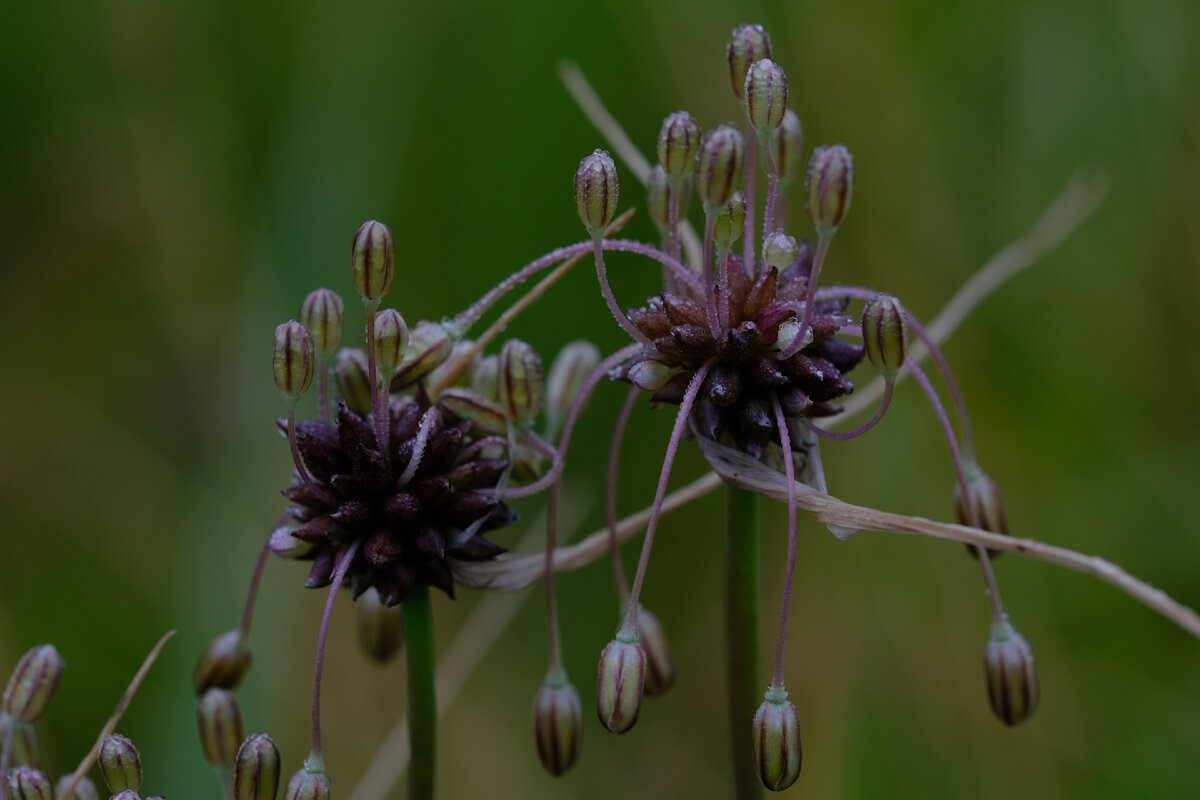 Allium wallichianum