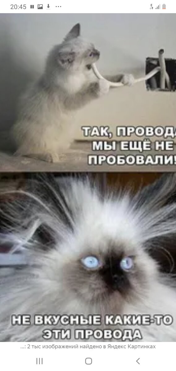 Кот дегустатр падпишысь если падняал насстраение