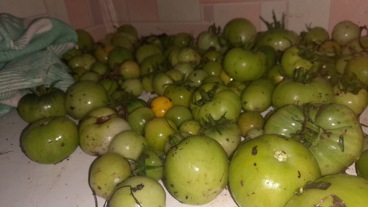 С куста сегодня собрала