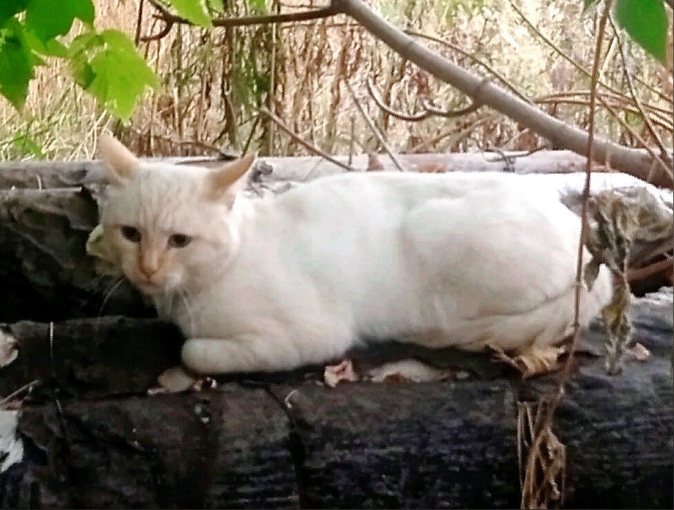 Такого кота видно издалека