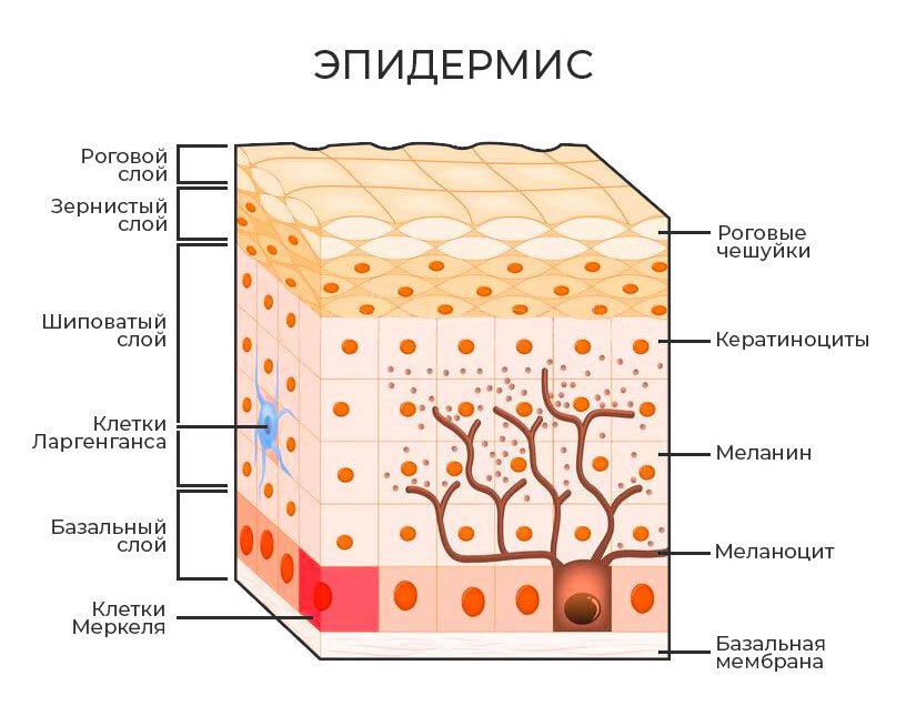 Структура кожи картинка