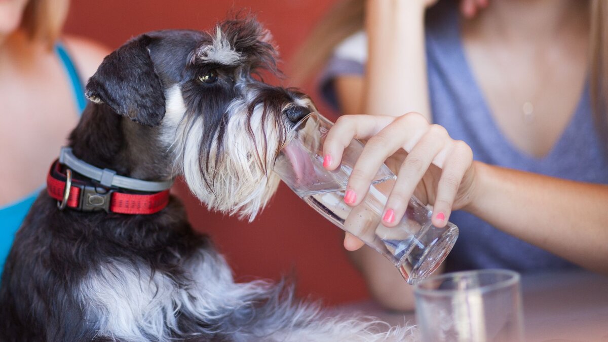 как напоить собаку водой если она отказывается пить