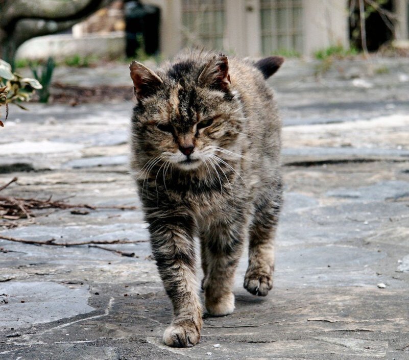 Сколько лет живут кошки и коты в домашних условиях? | PetGuru | Дзен