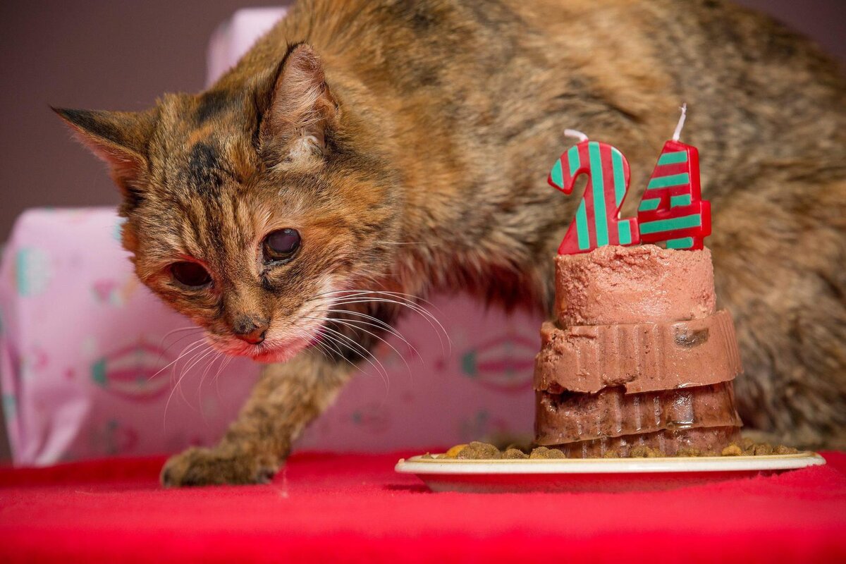 Сколько лет живут кошки и коты в домашних условиях? | PetGuru | Дзен