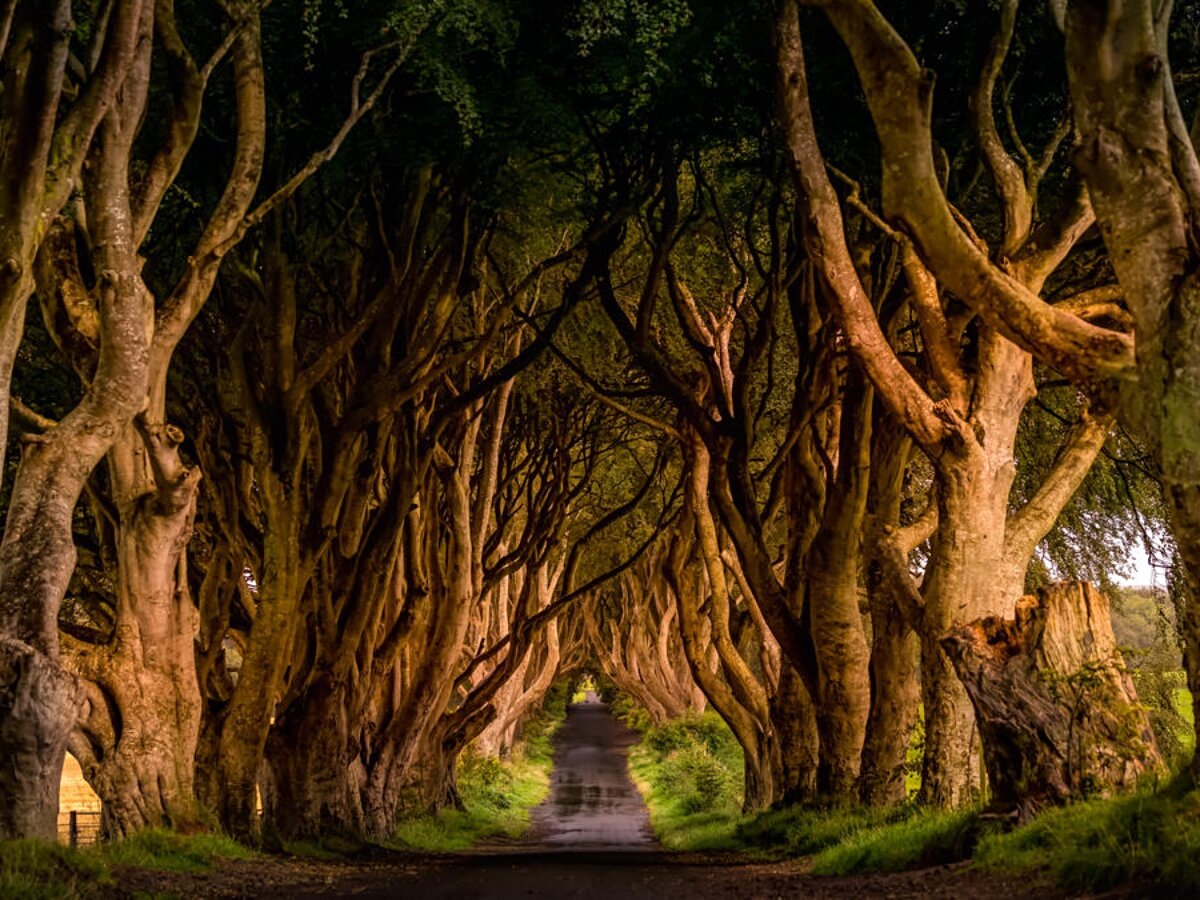 Игра престолов, света и тени: таинственная аллея Dark Hedges, деревья  которой посажены 250 лет назад | Tour2Go | Дзен