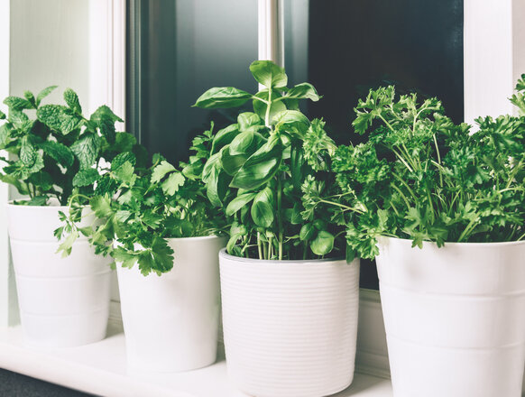 Красиво, зелено, полезно, а еще и стресс снимает!