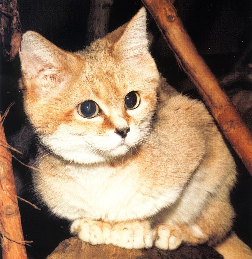 Барханная кошка. Источник:https://lh6.googleusercontent.com/-IK0FMk4QqUo/UZifZuuziBI/AAAAAAAAt-0/iG5qEKiVyFk/s2048/Felis%2520margarita%252001.jpg