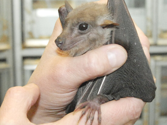   Елена Минашкина