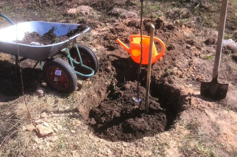 Готовлю посадочную яму для посадки саженцев.