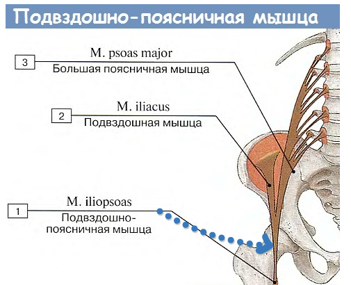 Мышцы сгибатели бедра