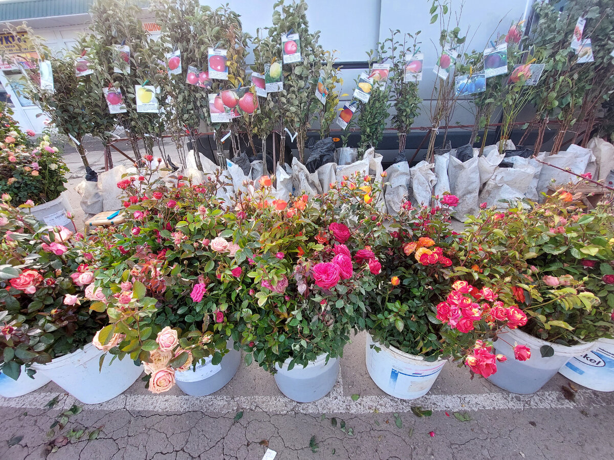 Фото автора Сельский рынок.