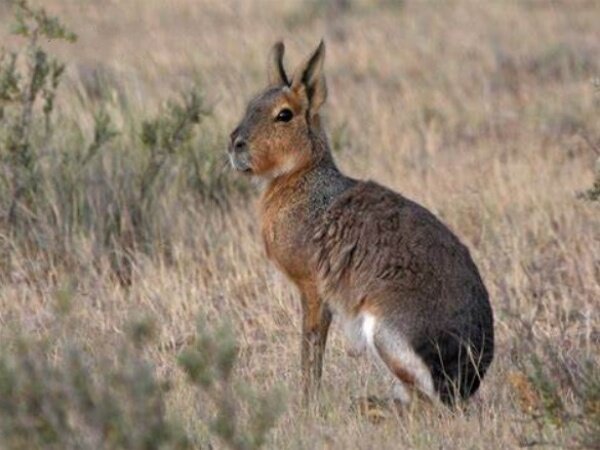 Родина мары – Аргентина. Фото: aforeverquest.com
