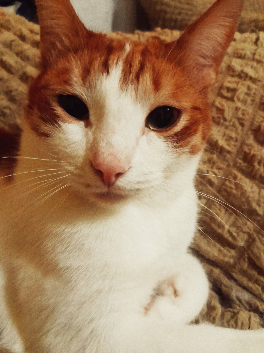 Рыжик, а Кукушонка фотографии не сохранилось...