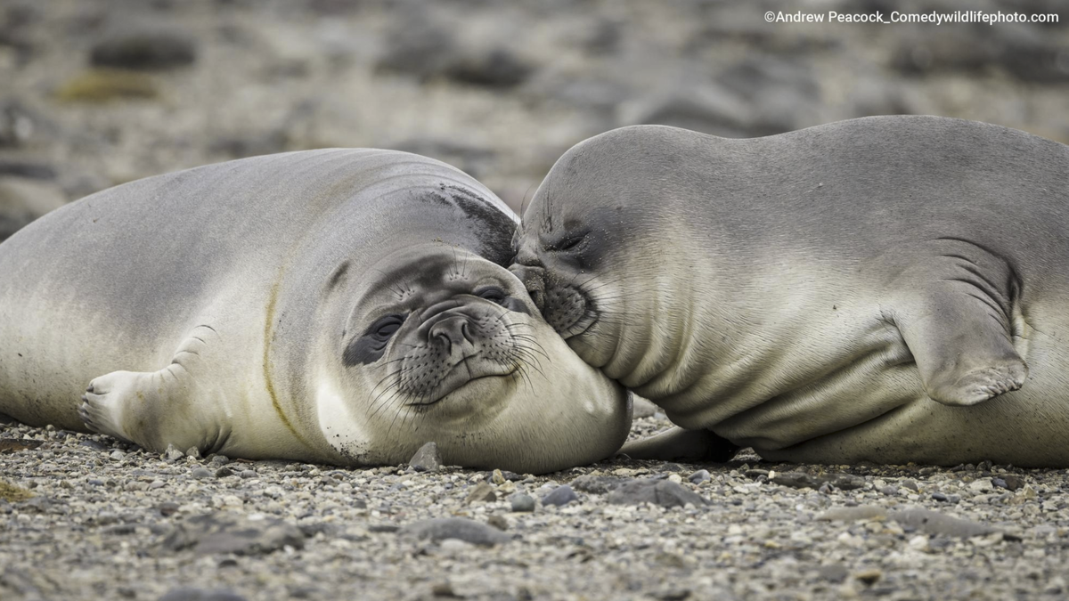 “Uncomfortable pillow” by Andrew Peacock, comedywildlifephoto.com
