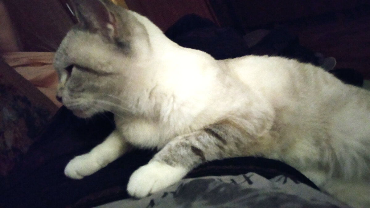 Феденька улеглась на мой больной животик. Лечит) 