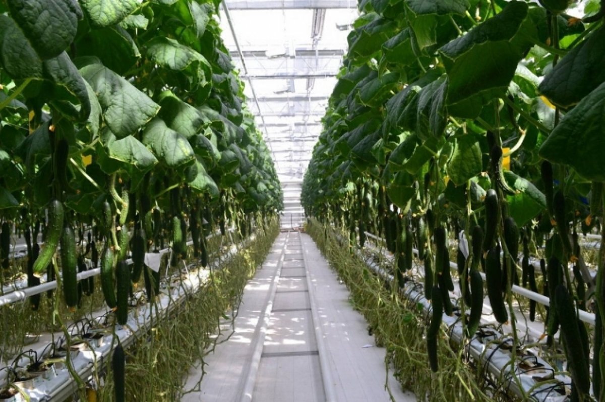    Тепличные хозяйства Волгограда уже готовят сюрпризы к новогоднему столу