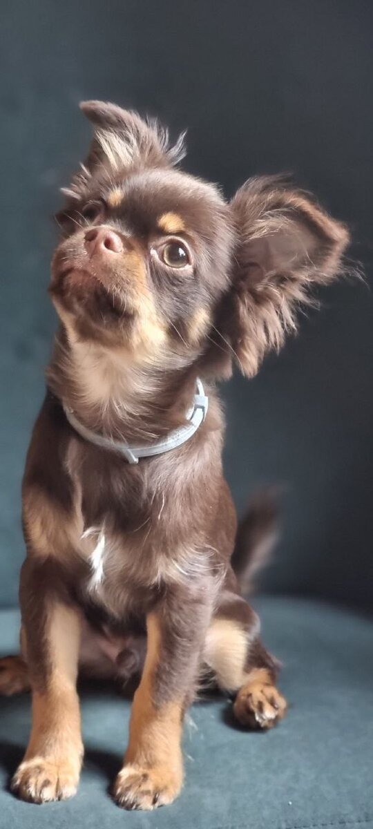 Выпускник питомника ЛедиЧи. Длинношерстный мальчик чихуахуа