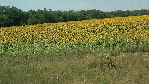 Взгляд женщины | Едем домой и любуемся подсолнуховыми полями | Дзен