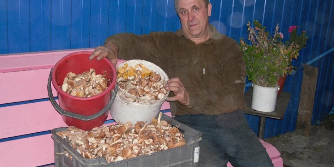 Маринованные грибы.