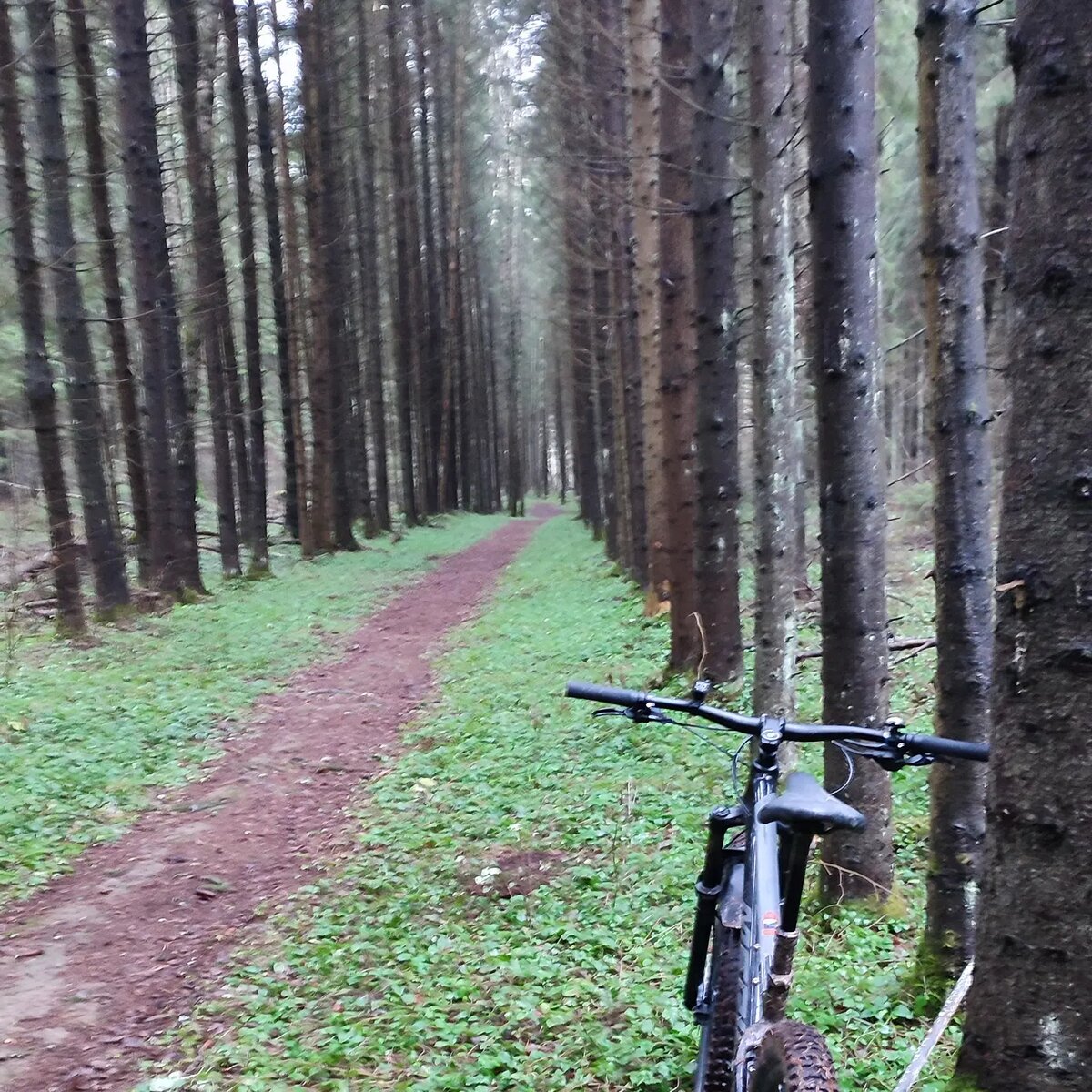 Живописная велотропинка в лесу с вековыми елями