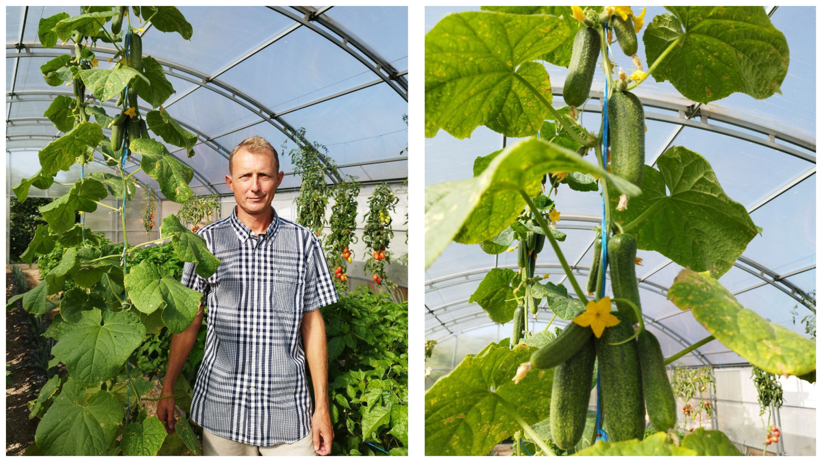 Селекционер Александр Ушанов и его детище – гибрид «Хоббита».