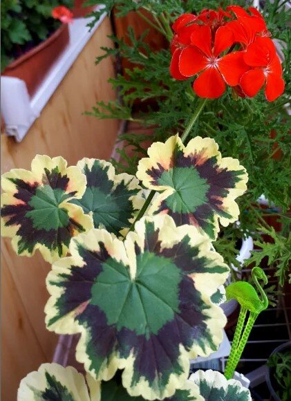 Обрезанная под пень прошлой осенью вариегатная пеларгония 