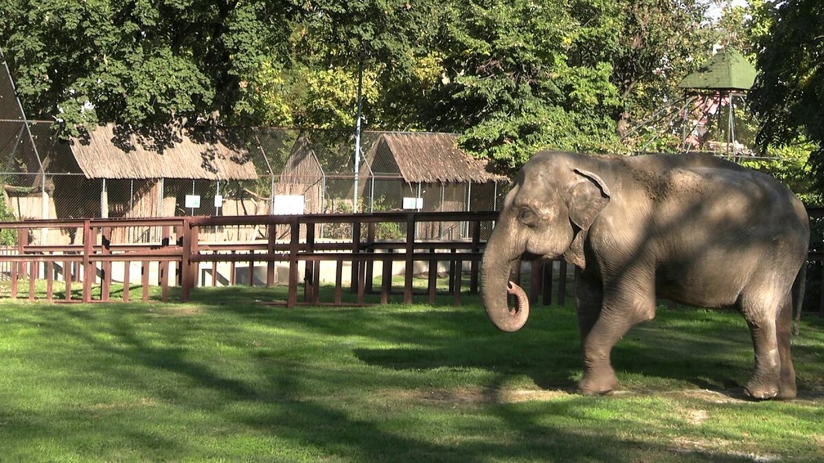 Слон в зоопарке Белграда.
